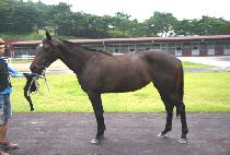 ������ (RED GOLD) ����