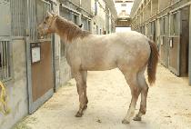 ȭ��Ʈ���� (WHITE ANGEL) ����