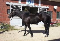 ������ƽ�Ŀ� (MAJESTIC POWER) ����