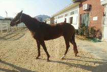 ���ǵ� (SPEEDY) ����