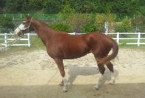 è�Ǿ����� (CHAMPIONIJI) ����