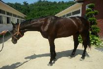 ������ (GOMNYEOMSEOM) ����