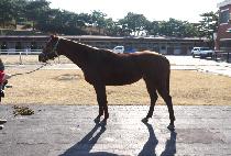 �ݺ��¾� (GEUMBIT TAEYANG) ����