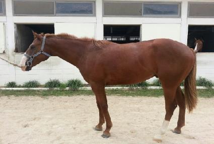 ������ ����