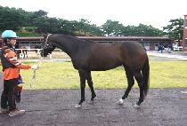 ƿ���� (TILLED QUEEN) ����