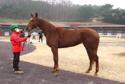 ����Ŭ�ι� ����