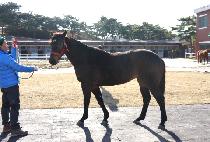 ��ε���� (MELODY MUSIC) ����