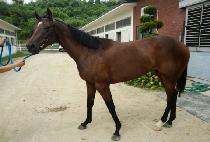 �ٶ�ź (BARAM TAN) ����