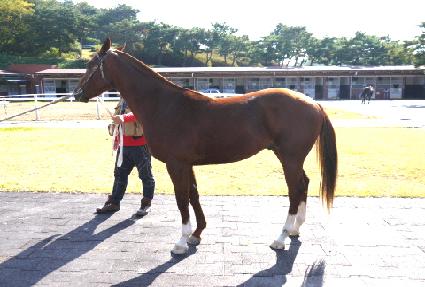 ������Ƽ ����