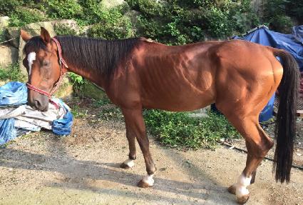 �Ŀ�Ȳ�� ����