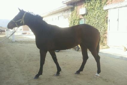 ����Ʈ���̵� ����