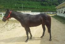 Ȳ������ (HWANGGEUM CHANCE) ����