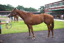 ����帲 (BABBLE DREAM) ����