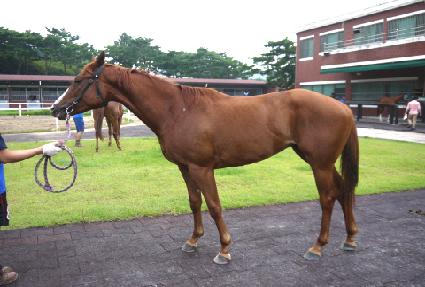 ����帲 ����