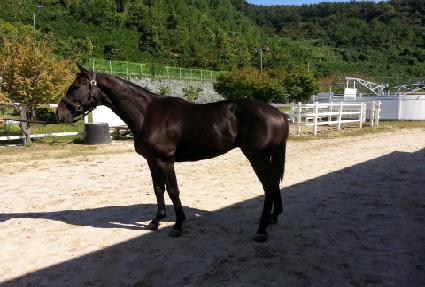 �������̾� ����