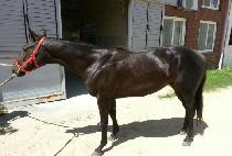 ������ (WIN PETITE) ����