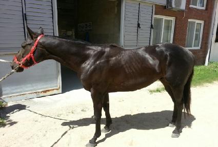 ������ ����