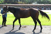 ���ڳ��̽� (PICO NICE) ����