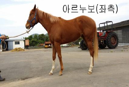 �Ƹ����� ����