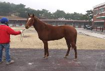 ���ϰ��� (YEONGAM GONGJU) ����