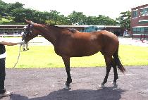 ����Ʒε� (WHIZ AROD) ����