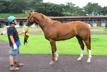 �񵵹�è�� (VEDOVA CHAMP) ����