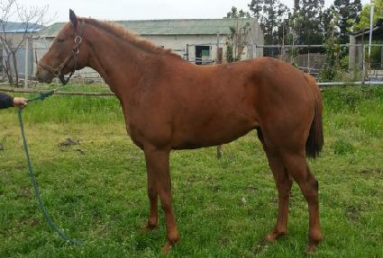 ������ ����