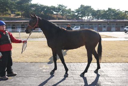 ���ȭ�̾� ����