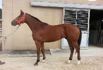 SEOUL BULLET picture