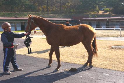 �ֻ�� ����