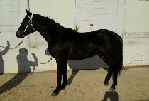 �������� (GARAK GONGWON) ����