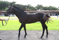 Ŭ�����ʰ� (CLEVER TANGO) ����