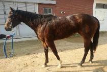 ����Ʈ (BEN BOLT) ����