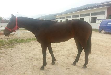 ���������� ����