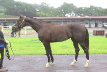 Ʈ������ (TWINS GIRL) ����