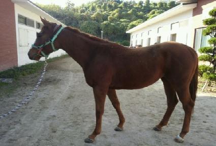 ���������� ����