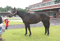 è�Ǿ�Ʈ���� (CHAMPION TROPHY) ����