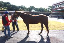 LUCKY SISTER picture