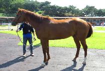 �ݰ���� (GEUMGANG DAEWANG) ����