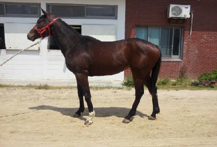 ���ε帲 ����