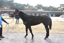 ġ��ġ�� (CHIPO CHIPO) ����