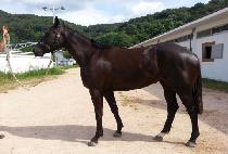 ��������Ʈ (GUMPO PERFECT) ����