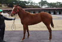 ���� (GOLD BAR) ����