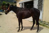 ���Ƿ��� (HAPPY LOVE) ����