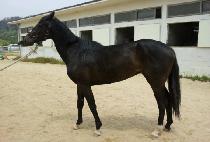 �����̼� (SENSATION) ����