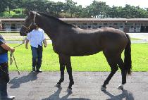 ���ζ��� (AURORA QUEEN) ����