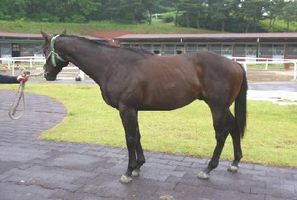 ��Ƽ�÷��� ����