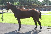 �̶�ŬĹ (MIRACLE CAT) ����