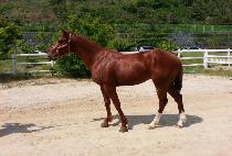 ���̽��� (RACE SIN) ����