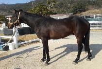 ���ÿ� (APPLE ONE) ����